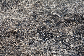 Fototapeta na wymiar Burnt grass