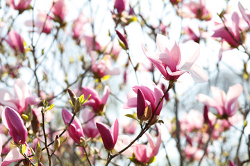 Image of flowers, a beautiful pink magnolia blooms in spring park