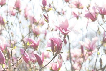 Image of flowers, a beautiful pink magnolia blooms in spring park