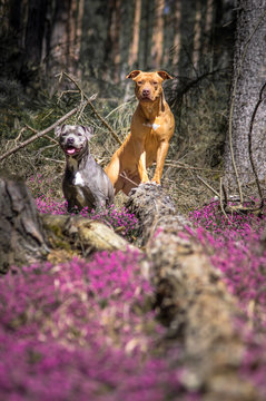 Dogs in flowers