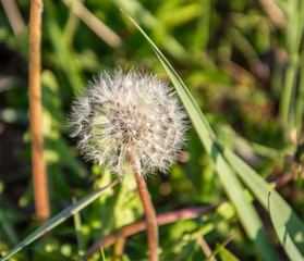 Blooming white dandelion flower on the background of plants and grass.