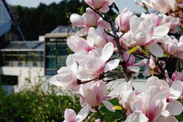 Obraz premium Image of flowers, a beautiful pink magnolia blooms in spring park