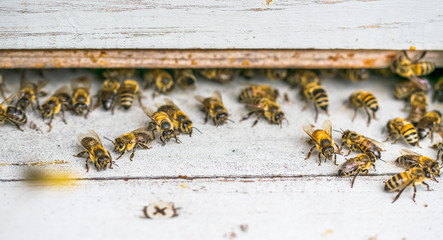 Working bees close up near the beehive on a bright sunny day.