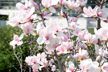 Image of flowers, a beautiful pink magnolia blooms in spring park