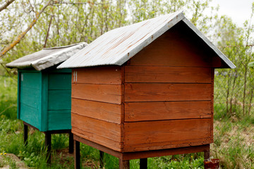 honey bee hives