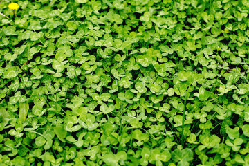 Obraz premium green leaves background