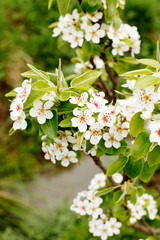 apple tree blossom