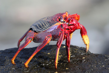 rote_Klippenkrabbe