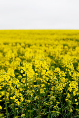 Yellow field rapeseed in bloom. Canola flowers
