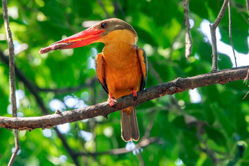 Close up of Stork-billed Kingfisher (Pelargopsis capensis) in nature of Thailand