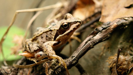 Żaba - Karpaty Beskid Wyspowy