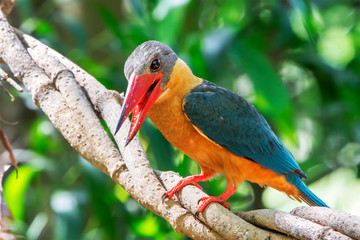 Close up of Stork-billed Kingfisher (Pelargopsis capensis) in nature of Thailand