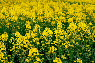 Yellow field rapeseed in bloom. Canola flowers