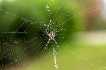 SPIDER IN NATURE