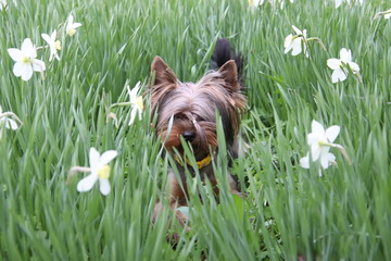 dog on green grass