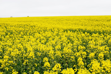 Fototapeta premium Yellow field rapeseed in bloom. Canola flowers