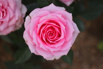 beautiful flowers and gardens