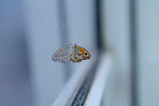REFLECTION OF A BUTTERFLY