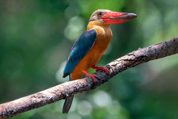 Birds that are catching fish as food Stork-billed Kingfisher