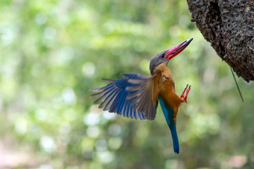 Stork-billed Kingfisher Bring food to the embryo in the nest.