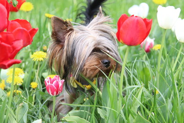 yorkshire terrier in grass