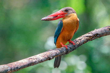 Birds that are catching fish as food Stork-billed Kingfisher