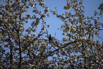 tree in spring