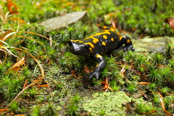 Beskid Wyspowy - Góry Karpaty - Salamandra Plamista