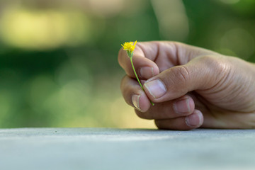  HAND HOLDING A FLOWER