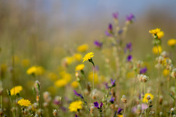 Fototapeta premium YELLOW FLOWERS ON A SPRING DAY