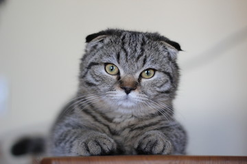 scottish fold boy