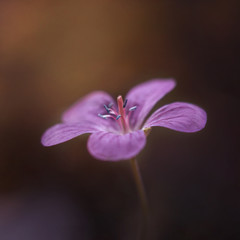 Purple flower on sunset background. Meadow geranium, or meadow cranes-bill. Close-up, macro, side view on brown background. Textured petals.