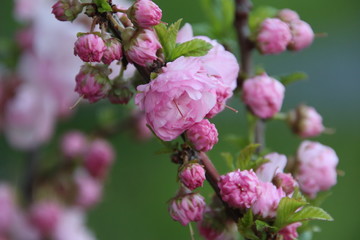 pink flowers in garden