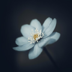 Blue hepatica on a dark black blurred background. Spring flower with white stamens. Macro close-up, side view.