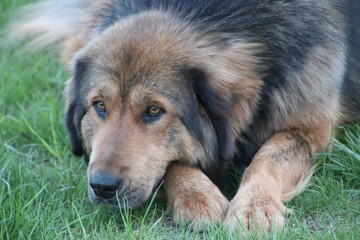 dog lying on grass