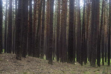 Obraz premium forest in fog