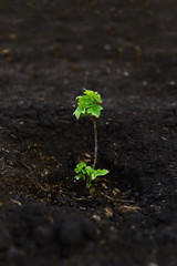 Young currant seedling with bright green small leaves. A new branch of the shrub grows on fertile land.