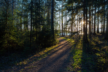 Mystical forest during sunset. Long shadows and path going to the direction of sunlight.