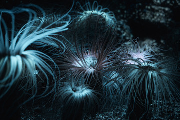 Dans les profondeurs obscures.