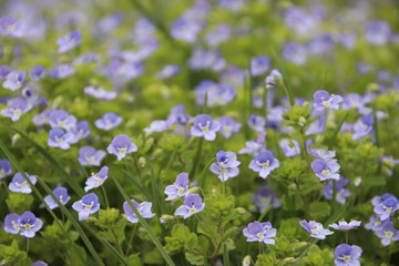 Naklejka premium blue flowers in the garden