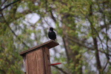 bird on feeder