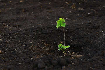 Young currant seedling with bright green small leaves. A new branch of the shrub grows on fertile...