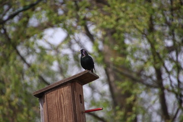 bird on feeder
