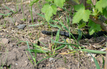 A poisonous Viper in the Bush threatens to kill all living things.