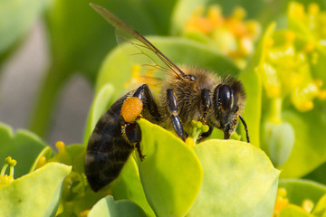 Honey bee, pollination process
