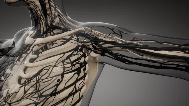 science anatomy scan of human blood vessels