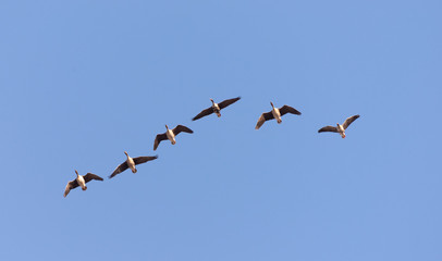Wild geese in flight in spring on a sunny day