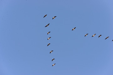 Wild geese in flight in spring on a sunny day