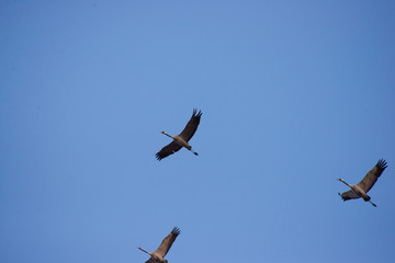 Wild cranes in flight in spring on a sunny day