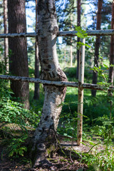 Tree grown stuck in metal fence